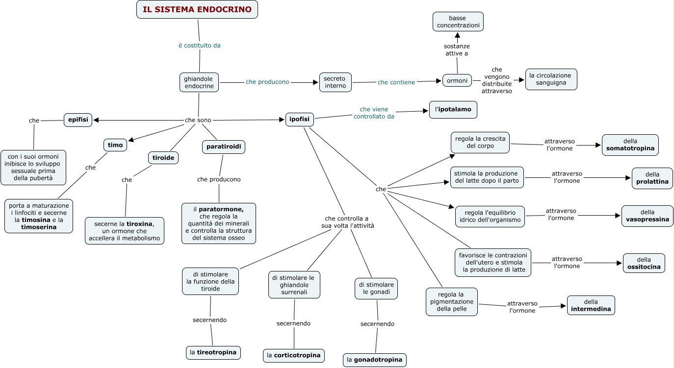 Il Sistema Endocrino Matemitica 